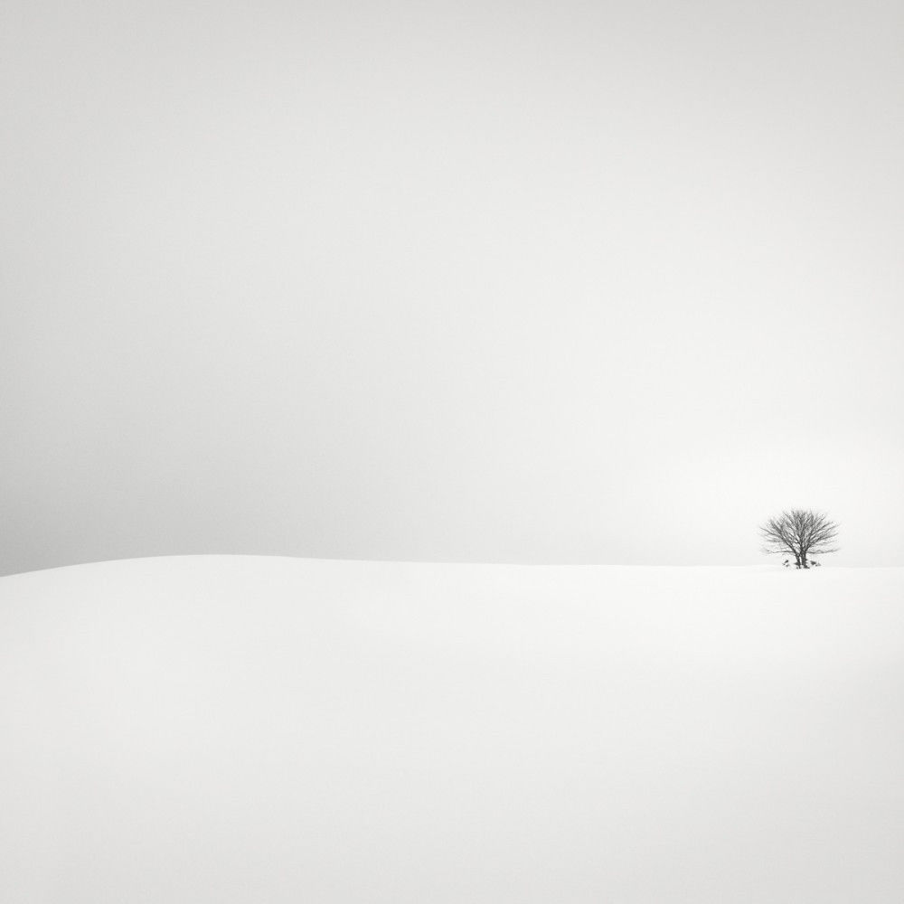 Photograph of one Small Tree by artist Wilco Dragt,